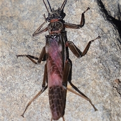 Eusthenia (genus) at Liffey, TAS - 2 Feb 2025 12:00 PM