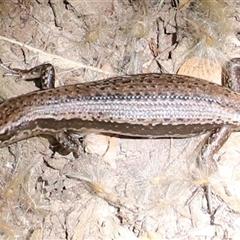 Unidentified Skink at Liffey, TAS - 2 Feb 2025 by JimL