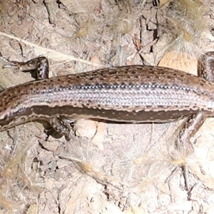 Unidentified Skink at Liffey, TAS by JimL