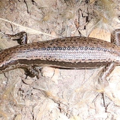 Unidentified Skink at Liffey, TAS - 2 Feb 2025 by JimL