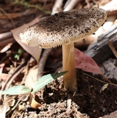 Amanita sp. (Amanita sp.) at Cotter River, ACT - 2 Feb 2025 by Clarel