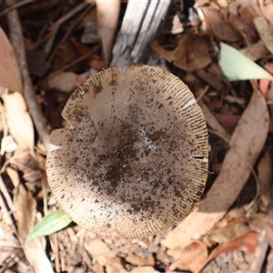 Amanita sp. at Cotter River, ACT - Yesterday 10:47 AM