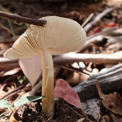 Amanita sp. at Cotter River, ACT - Yesterday 10:47 AM