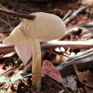 Amanita sp. at Cotter River, ACT - Yesterday 10:47 AM