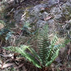 Polystichum proliferum (Mother Shield Fern) at Cotter River, ACT - 2 Feb 2025 by Clarel