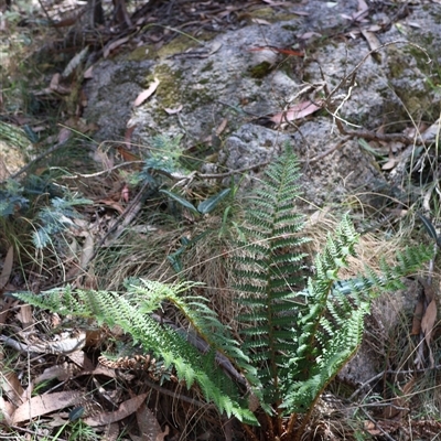 Polystichum proliferum (Mother Shield Fern) at Cotter River, ACT - 2 Feb 2025 by Clarel