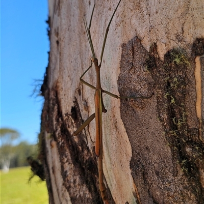 Didymuria violescens at Tantawangalo, NSW - 2 Feb 2025 by Csteele4