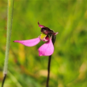 Eriochilus magenteus (Magenta Autumn Orchid) at Tantawangalo, NSW by Csteele4