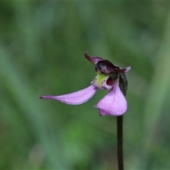Eriochilus magenteus at Tantawangalo, NSW - suppressed