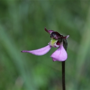 Eriochilus magenteus at Tantawangalo, NSW - suppressed
