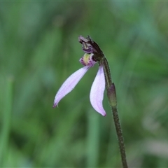 Eriochilus magenteus at Tantawangalo, NSW - suppressed