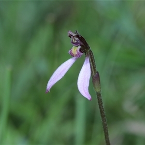 Eriochilus magenteus at Tantawangalo, NSW - suppressed