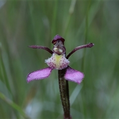 Eriochilus magenteus at Tantawangalo, NSW - suppressed