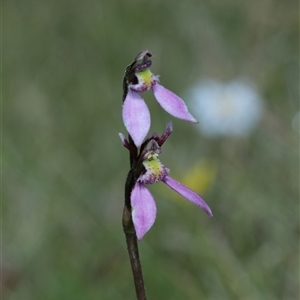 Eriochilus magenteus at Tantawangalo, NSW - suppressed