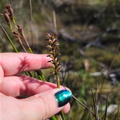 Corunastylis nuda (Tiny Midge Orchid) at Glen Allen, NSW - 2 Feb 2025 by Csteele4