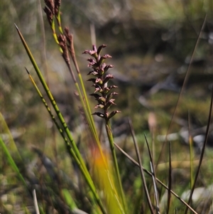 Corunastylis nuda at Glen Allen, NSW - suppressed