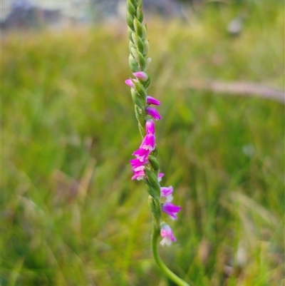 Spiranthes australis at Glen Allen, NSW - 2 Feb 2025 by Csteele4