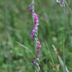 Spiranthes australis at Glen Allen, NSW - suppressed