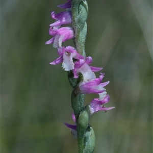 Spiranthes australis at Glen Allen, NSW - suppressed