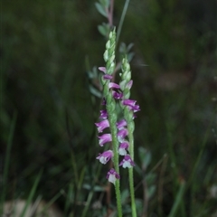 Spiranthes australis at Glen Allen, NSW - suppressed