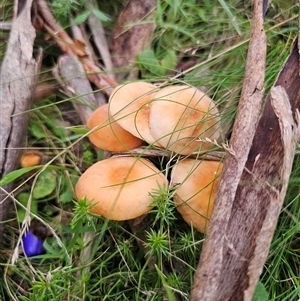 Marasmius elegans at Palerang, NSW by Csteele4