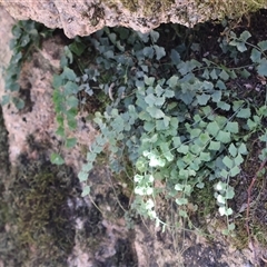 Asplenium flabellifolium (Necklace Fern) at Cotter River, ACT - 2 Feb 2025 by Clarel