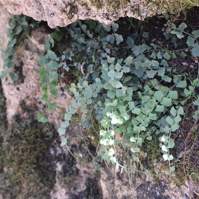 Asplenium flabellifolium at Cotter River, ACT - 1 Feb 2025 by Clarel