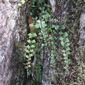 Asplenium flabellifolium at Cotter River, ACT - Yesterday 10:43 AM