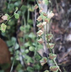 Asplenium flabellifolium at Cotter River, ACT - Yesterday 10:43 AM