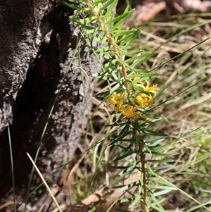 Persoonia chamaepeuce (Dwarf Geebung) at Tharwa, ACT by Clarel