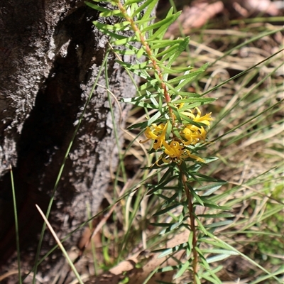 Persoonia chamaepeuce (Dwarf Geebung) at Tharwa, ACT - 1 Feb 2025 by Clarel