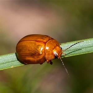 Dicranosterna semipunctata at Penrose, NSW by Aussiegall