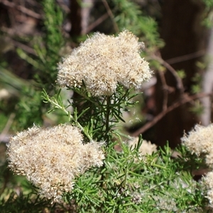 Cassinia aculeata (Common Cassinia) at Tharwa, ACT by Clarel