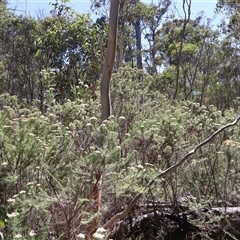 Cassinia aculeata at Tharwa, ACT - 2 Feb 2025 10:08 AM