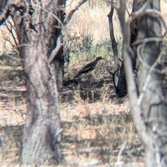 Burhinus grallarius (Bush Stone-curlew) by Darcy