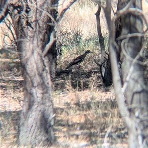 Burhinus grallarius (Bush Stone-curlew) at Urana, NSW by Darcy