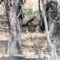 Burhinus grallarius at Urana, NSW - suppressed