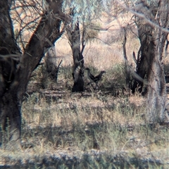 Burhinus grallarius at Urana, NSW - suppressed