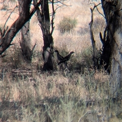 Burhinus grallarius at Urana, NSW - suppressed
