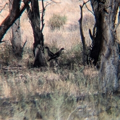 Burhinus grallarius at Urana, NSW - suppressed