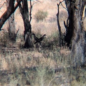 Burhinus grallarius at Urana, NSW - suppressed