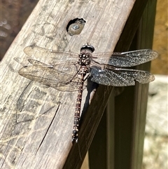 Unidentified Dragonfly or Damselfly (Odonata) at Liffey, TAS - 2 Feb 2025 by JimL