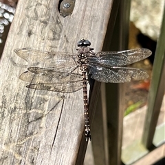 Austroaeschna tasmanica at Liffey, TAS - 2 Feb 2025 12:04 PM