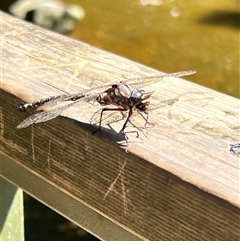 Austroaeschna tasmanica at Liffey, TAS - 2 Feb 2025 12:04 PM