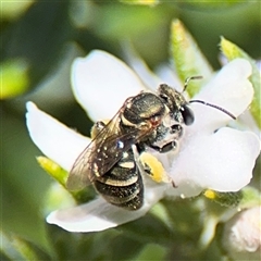 Lipotriches (Austronomia) phanerura (Halictid Bee) at Watson, ACT - 2 Feb 2025 by Hejor1