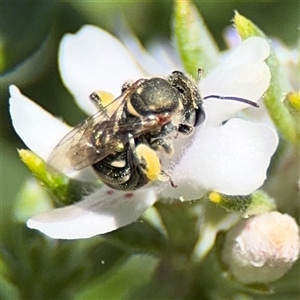 Lipotriches (Austronomia) phanerura at Watson, ACT - 2 Feb 2025 02:19 PM