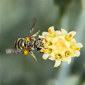 Lipotriches (Austronomia) phanerura at Watson, ACT - 2 Feb 2025 03:28 PM