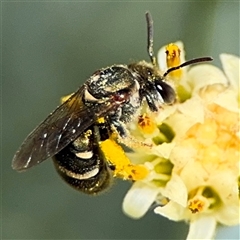 Lipotriches (Austronomia) phanerura at Watson, ACT - 2 Feb 2025 03:28 PM