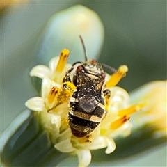 Lipotriches (Austronomia) phanerura at Watson, ACT - 2 Feb 2025 03:28 PM