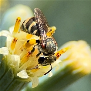 Lipotriches (Austronomia) phanerura at Watson, ACT - 2 Feb 2025 03:28 PM